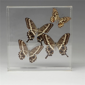 caja de exhibición de acrílico mariposa clara 