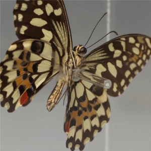 caja de exhibición de acrílico mariposa clara 