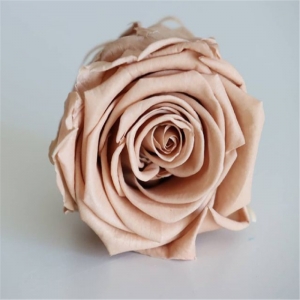 Cabeza de rosa de flor conservada
