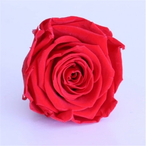  2021 Regalos de día de las madres calientes Forever Grade A Everlasting Conserved Rose Flowers Buds Cabeza 